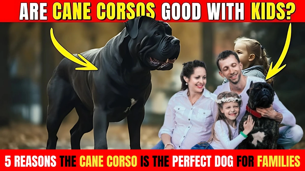 5 Reasons the Cane Corso is the Perfect Dog for Families