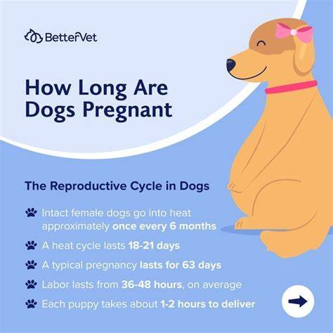 How Long Are Dogs Pregnant